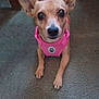 dog, small_dog, pink_harness, carpet, indoor, pet, ears, brown_fur, animal, cute, looking_at_camera, sitting, floor, domestic_animal, mammal, companion, friendly, alert, house_pet, canine