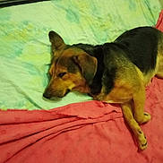 Myrtille participe au concours pour gagner de l'argent avec cette photo : dog, bed, blanket, sleeping, resting, pet, fur, animal, indoors, cozy, mammal, canine, laying_down, comfortable, domestic, household, cute, relaxed, brown, black