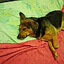 dog, bed, blanket, sleeping, resting, pet, fur, animal, indoors, cozy, mammal, canine, laying_down, comfortable, domestic, household, cute, relaxed, brown, black