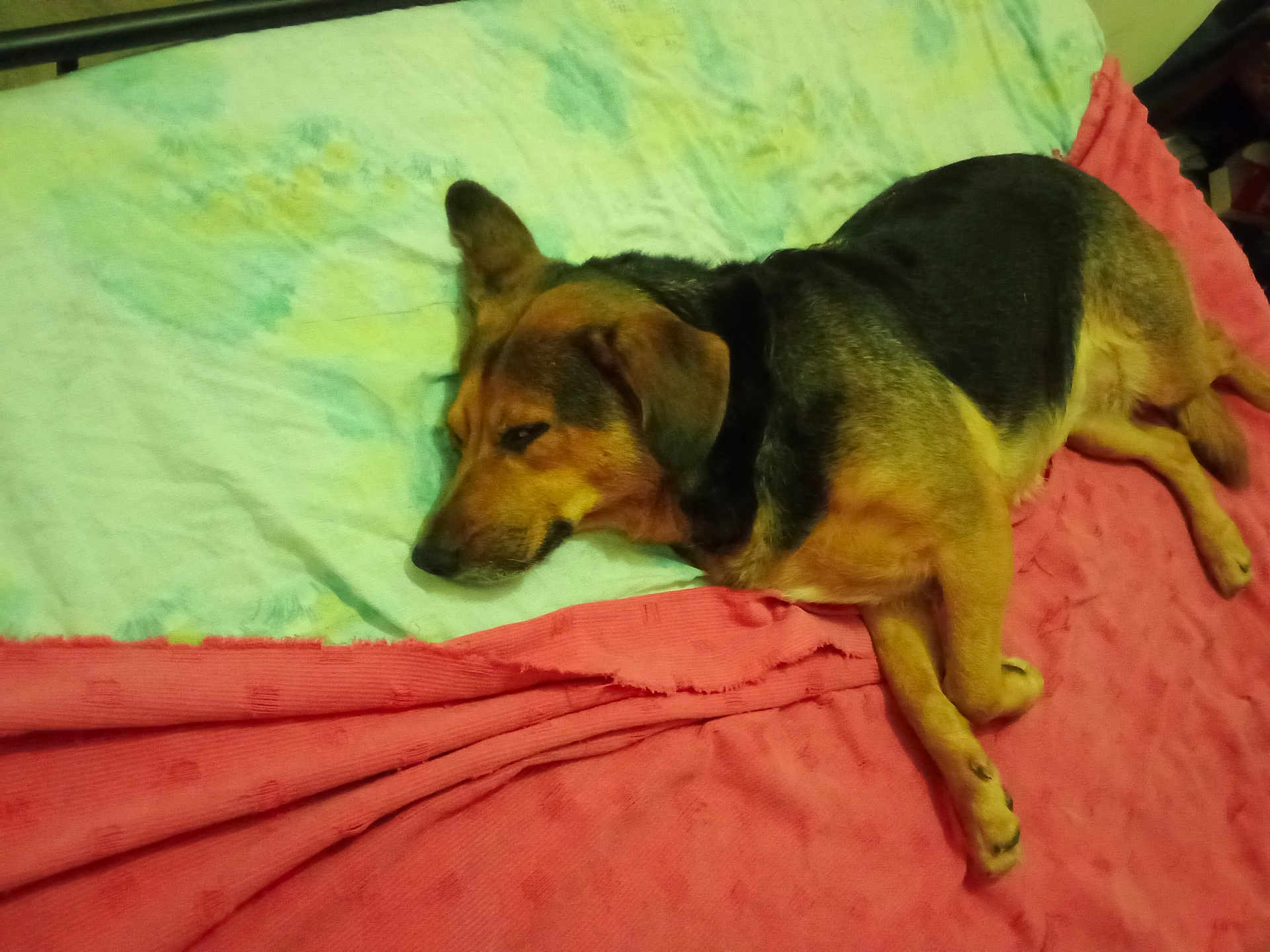 Myrtille participe au concours pour gagner de l'argent avec cette photo : dog, bed, blanket, sleeping, resting, pet, fur, animal, indoors, cozy, mammal, canine, laying_down, comfortable, domestic, household, cute, relaxed, brown, black