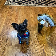 Sam joined the competition — help win amazing prizes! animal, bandana, black_dog, curious, cute, dog, domestic, ears, flooring, gift_bag, golden_bag, home_interior, house, indoor, looking_up, pet, plush_toy, small_dog, toy, wooden_floor