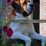 Missy a rejoint le concours — aidez-le/la à gagner de superbes lots ! dog, pet, fence, flower, pink_flower, greenery, outdoor, sunlight, collar, animal, canine, garden, nature, wood, plant, portrait, resting, summer, cute, peaceful