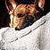 Rosco