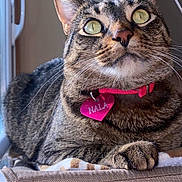 Nala joined the competition — help win amazing prizes! cat, tabby, pet, collar, name_tag, heart_tag, window, cat_bed, whiskers, green_eyes, paw, indoor, sunlight, perch, closeup, portrait, feline, looking_up, striped_fur, relaxed