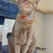 Tatertot joined the competition — help win amazing prizes! cat, tabby_cat, indoor, cat_tree, collar, pet, animal, feline, yellow_eyes, sitting, fur, whiskers, ears, paws, tail, curious, domestic_cat, closeup, portrait, cozy