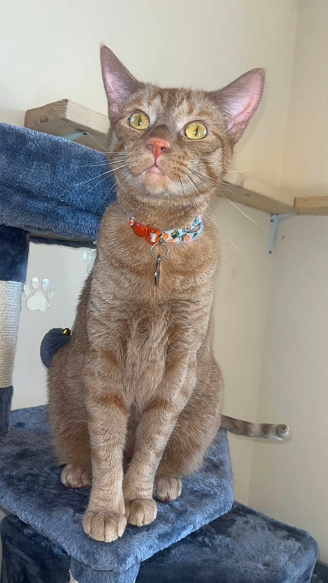 Tatertot joined the competition — help win amazing prizes! cat, tabby_cat, indoor, cat_tree, collar, pet, animal, feline, yellow_eyes, sitting, fur, whiskers, ears, paws, tail, curious, domestic_cat, closeup, portrait, cozy