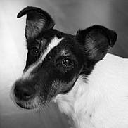 Rio a rejoint le concours — aidez-le/la à gagner de superbes lots ! dog, black_and_white, close_up, ears, fur, pet, animal, portrait, indoor, looking_away, expression, muzzle, whiskers, canine, head, snout, fur_pattern, soft_light, curious, companion