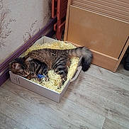 Milo a rejoint le concours — aidez-le/la à gagner de superbes lots ! animal, cardboard_box, cat, cozy, curious, cute, domestic, floor, furniture, home, indoor, pet, relaxed, resting, shredded_paper, striped, tabby, tail, wallpaper, wooden_floor