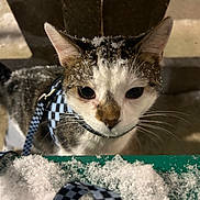 Timone joined the competition — help win amazing prizes! cat, snow, outdoor, animal, pet, fur, whiskers, harness, checkered_pattern, close_up, curious, night, cold, winter, texture, face, ears, leash, snowflakes, focused