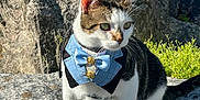 Timone is registered to the contest to win money with this photo: cat, bow_tie, vest, outdoor, rock, sunlight, greenery, pet, animal, feline, sitting, curious, white_paws, tabby, portrait, nature, cute, fashion, accessory, closeup
