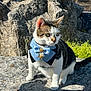cat, bow_tie, vest, outdoor, rock, sunlight, greenery, pet, animal, feline, sitting, curious, white_paws, tabby, portrait, nature, cute, fashion, accessory, closeup