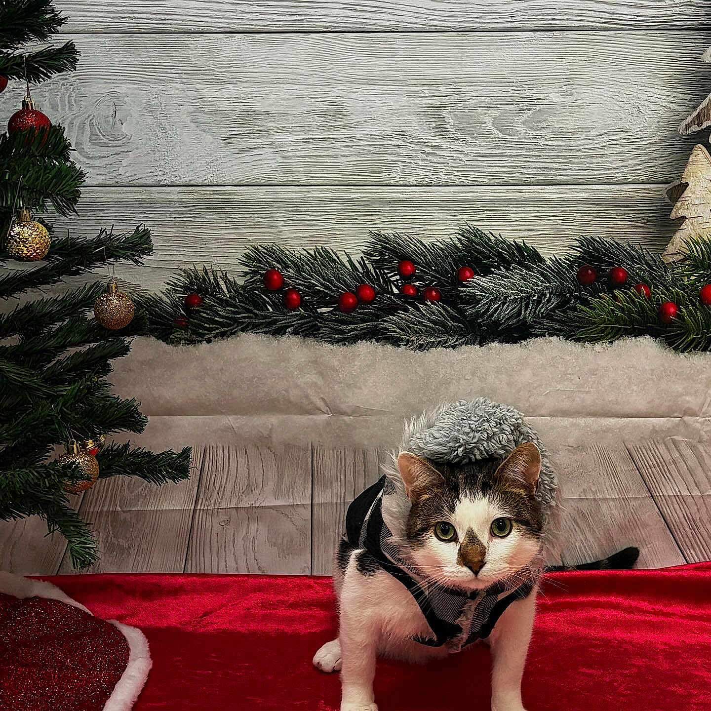 Timone joined the competition — help win amazing prizes! animal, cat, christmas_theme, christmas_tree, costume, cute, decoration, festive, fur, greenery, holiday_decorations, indoor, looking_at_camera, ornaments, pet, red_velvet, seasonal, white_wood_background, winter_clothing, wooden_floor