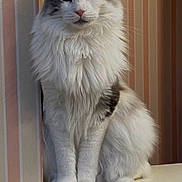 Sia joined the competition — help win amazing prizes! animal, calm, cat, curious, domestic, ears, feline, fluffy, furry, gray_fur, indoor, looking_at_camera, paws, pet, portrait, sitting, striped_wallpaper, whiskers, white_fur, window_ledge
