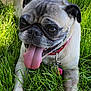 dog, pug, grass, tongue_out, pet, animal, playful, collar, outdoor, canine, cute, fur, muzzle, ears, paw, smiling, summer, nature, tongue, tag