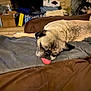 dog, pug, sleeping, tongue_out, bed, blanket, brown, gray, indoor, cozy, pet, resting, fur, face, animal, canine, cute, household, clutter, relaxed