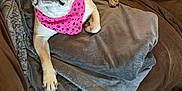 Lucy is registered to the contest to win money with this photo: animal, bandana, blanket, brown, couch, cute, dog, fur, gray, home, indoor, paw_prints, pet, pink, pug, relaxed, small_dog, tongue_out, toy, wooden_floor