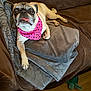 pug, dog, pet, bandana, pink, tongue_out, couch, blanket, brown, gray, wooden_floor, toy, indoor, cute, animal, relaxed, fur, small_dog, paw_prints, home