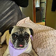 Lucy joined the competition — help win amazing prizes! animal, bandana, blanket, couch, cozy, cute, dog, eyes, face, fur, home, indoor, paw, pet, pink, pug, purple, relaxed, snout, tongue_out