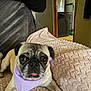 dog, pug, bandana, tongue_out, blanket, pink, purple, indoor, couch, pet, cute, animal, face, fur, eyes, snout, paw, relaxed, home, cozy