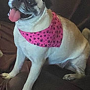 Lucy joined the competition — help win amazing prizes! dog, pug, pet, pink_bandana, tongue_out, sitting, indoor, couch, happy, animal, mammal, cute, fur, domestic_animal, companion, friendly, small_dog, face, ears, paw_prints