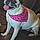 Lucy