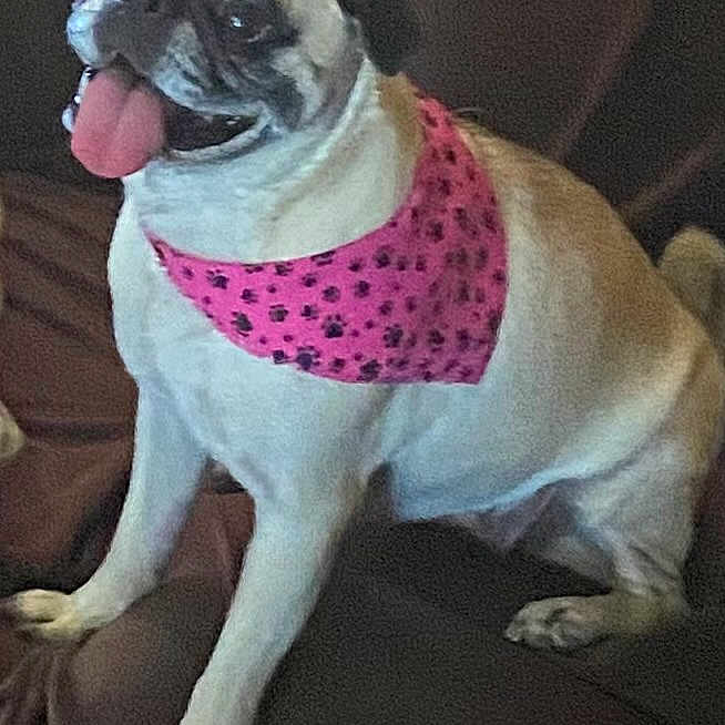 Lucy joined the competition — help win amazing prizes! animal, companion, couch, cute, dog, domestic_animal, ears, face, friendly, fur, happy, indoor, mammal, paw_prints, pet, pink_bandana, pug, sitting, small_dog, tongue_out