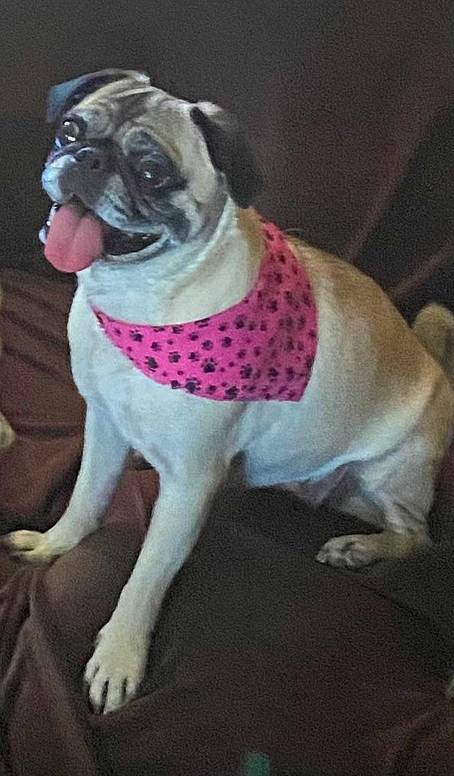 Lucy joined the competition — help win amazing prizes! dog, pug, pet, pink_bandana, tongue_out, sitting, indoor, couch, happy, animal, mammal, cute, fur, domestic_animal, companion, friendly, small_dog, face, ears, paw_prints