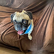 Mr. Chubs is registered to the contest to win money with this photo: dog, pug, pet, animal, brown_couch, blue_collar, tongue_out, happy, playful, indoor, floor, fur, small_dog, face, ears, sitting, cute, looking_up, home, companion