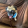 dog, pug, pet, animal, brown_couch, blue_collar, tongue_out, happy, playful, indoor, floor, fur, small_dog, face, ears, sitting, cute, looking_up, home, companion