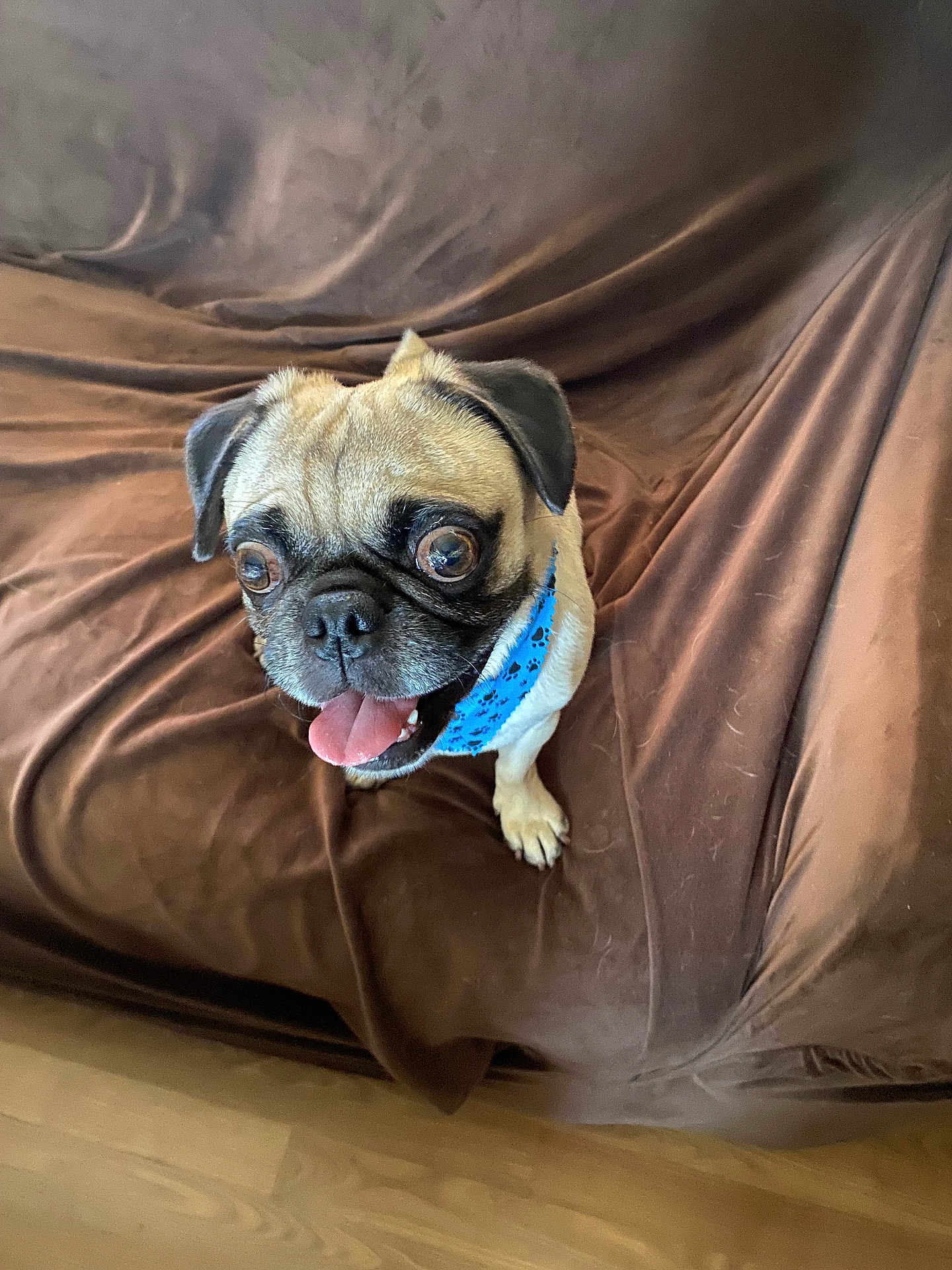 Mr. Chubs