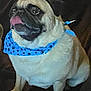 dog, pug, bandana, blue_bandana, pet, animal, sitting, tongue_out, alert, close_up, indoor, dark_background, fur, cute, small_dog, companion, domestic_animal, portrait, canine, paw_prints