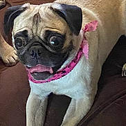 Peanut joined the competition — help win amazing prizes! dog, pug, pet, bandana, brown_couch, indoor, animal, cute, wide_eyes, fur, tongue, resting, front_legs, expression, companion, domestic, canine, laying_down, pink_accessory, alert