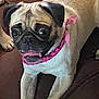 dog, pug, pet, bandana, brown_couch, indoor, animal, cute, wide_eyes, fur, tongue, resting, front_legs, expression, companion, domestic, canine, laying_down, pink_accessory, alert