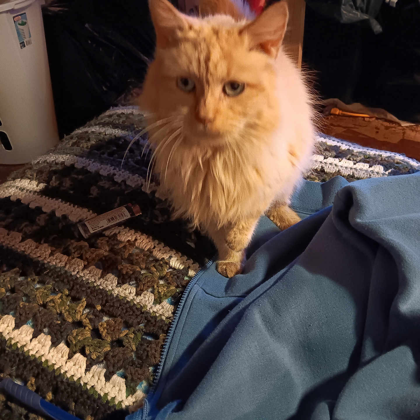 Orenji joined the competition — help win amazing prizes! blanket, blue_jacket, cat, clutter, crocheted_blanket, domestic, ears, fabric, feline, floor, fluffy, fur, household, indoor, laundry_basket, lighter, orange_cat, pet, tail, whiskers