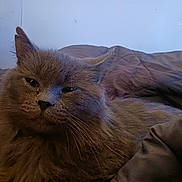 Stormy joined the competition — help win amazing prizes! cat, gray_cat, fluffy, pet, animal, feline, indoor, blanket, bed, resting, sleepy, fur, whiskers, ears, closeup, domestic_cat, cozy, relaxed, mammal, cute