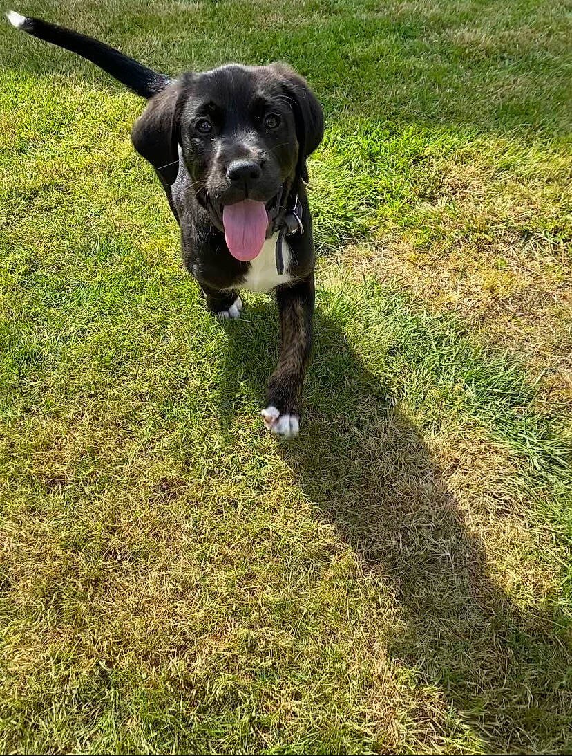 Kaïa participe au concours pour gagner de l'argent avec cette photo : borador, canidae, carnivore, companion_dog, dog, dog_breed, dog_collar, fawn, grass, guard_dog, gun_dog, non_sporting_group, plant, pointing_breed, retriever, snout, sporting_group, tail, working_animal, working_dog