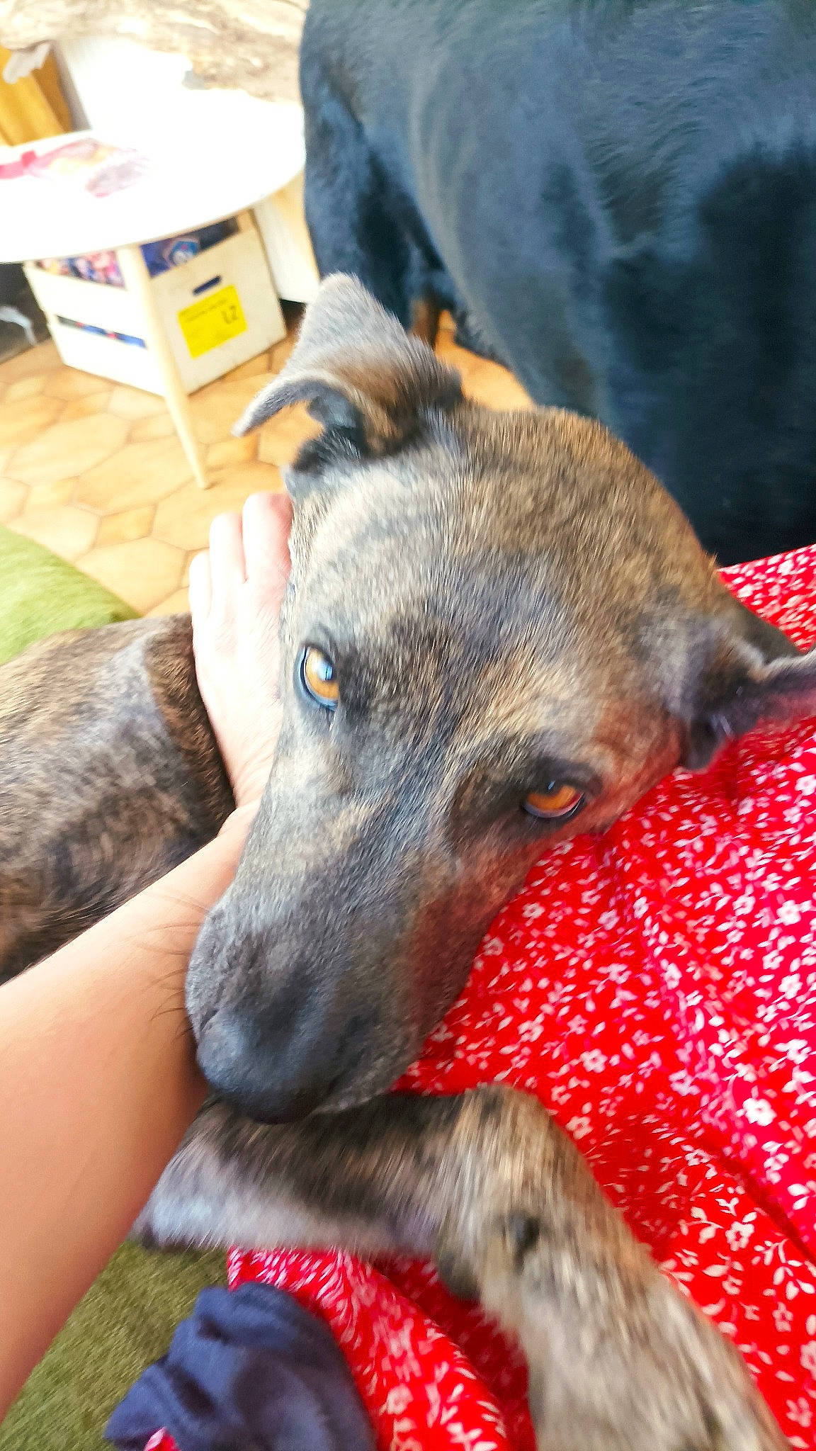 Piwi a rejoint le concours — aidez-le/la à gagner de superbes lots ! canidae, carnivore, collar, comfort, companion_dog, dog, dog_breed, fawn, fur, guard_dog, sporting_group, terrestrial_animal, texas_heeler, whiskers, working_animal, working_dog