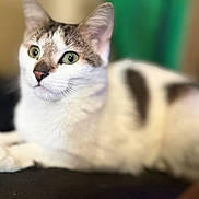 Moody is registered to the contest to win money with this photo: cat, feline, pet, animal, green_eyes, white_fur, gray_fur, lying_down, close_up, portrait, indoor, soft_focus, blurred_background, whiskers, ears, cute, domestic_animal, relaxed, fur, mammal