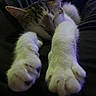 cat, sleeping, paws, closeup, feline, resting, pet, domestic_animal, whiskers, fur, cute, relaxing, indoor, animal, mammal, cozy, soft, nap, peaceful, blurred_background