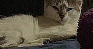 Moody is registered to the contest to win money with this photo: cat, animal, pet, feline, indoor, resting, blanket, dark, dim_light, fur, relaxed, sleepy, home, cozy, quiet, lying_down, face, ears, whiskers, paw