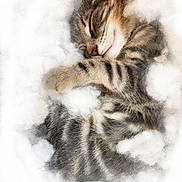 Richie is registered to the contest to win money with this photo: adorable, animal, close_up, cozy, cute, domestic_cat, fluffy, fur, kitten, paw, peaceful, pet, relaxation, resting, serene, sleeping, soft_texture, tabby_cat, whiskers, young_cat