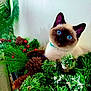 cat, siamese_cat, kitten, blue_eyes, pine_branches, pinecones, red_berries, greenery, indoor, pet, cute, curious, animal, feline, holiday_decor, nature, fluffy, closeup, portrait, whiskers