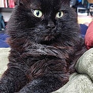 Gizmo joined the competition — help win amazing prizes! animal, black_cat, blanket, cat, close_up, cozy, cute, domestic_cat, ears, fluffy, fur, furniture, green_eyes, home, indoors, mammal, pet, portrait, relaxed, whiskers