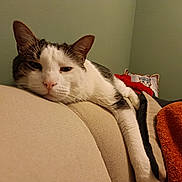 Chachou a rejoint le concours — aidez-le/la à gagner de superbes lots ! blanket, cat, close_up, couch, cozy, ears, fabric, furniture, home, indoor, nose, paw, pet, pillow, relaxed, resting, sofa, tabby, whiskers, white_cat