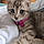 Kitty