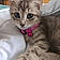Kitty