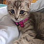 Kitty participe au concours pour gagner de l'argent avec cette photo : kitten, cat, pet, collar, bell, feline, close_up, cute, animal, young, whiskers, fur, indoor, bed, blanket, resting, tabby, striped, domestic, small