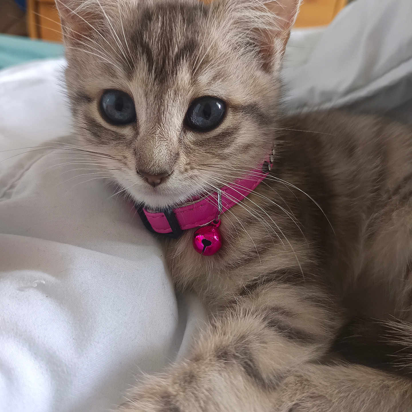 Kitty participe au concours pour gagner de l'argent avec cette photo : animal, bed, bell, blanket, cat, close_up, collar, cute, domestic, feline, fur, indoor, kitten, pet, resting, small, striped, tabby, whiskers, young