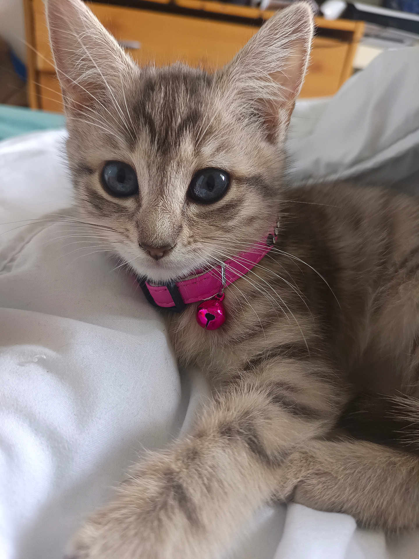 Kitty