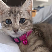 Kitty participe au concours pour gagner de l'argent avec cette photo : kitten, cat, close_up, pink_collar, bell, whiskers, fur, indoor, pet, animal, cute, young, domestic, feline, resting, soft_surface, blurred_background, portrait, curious, small